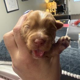 Celeste - Gold female Yorkshire Terrier puppy in Winston Salem, North Carolina from Patty’s Paws