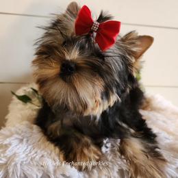 Yorkshire Terrier Puppies from Hetzel’s Enchanted Yorkies (Michigan)