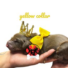 Yellow collar - Red and rust female Doberman Pinscher puppy in Canton, Ohio from Aaliyah’s Dobies