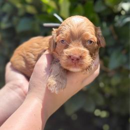Blue - Red male Australian Labradoodle puppy in Fontana, California from Grammy's Puppy Love doodles and poodles