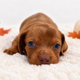 Pumpkin - Dapple male Dachshund puppy in Port Saint Lucie, Florida from ThePuppyVille