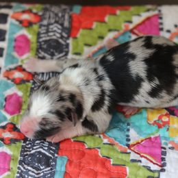 Miniature Australian Shepherd Puppies from Diamond D Mini Aussies