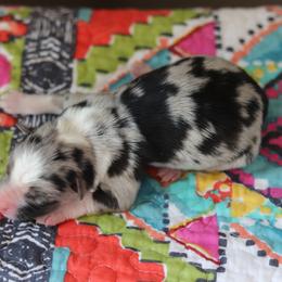 Miniature Australian Shepherd Puppies from Diamond D Mini Aussies