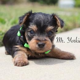 Phineas - Black and tan male Yorkshire Terrier puppy in Ceres, California from Mr.Yorkie