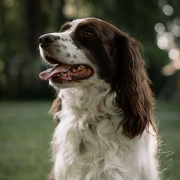 Remi - English Springer Spaniel