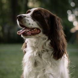 Remi - English Springer Spaniel