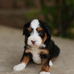 Tatum MICRO - female Australian Mountain Doodle puppy in Dalton, Ohio from Haven Doodles