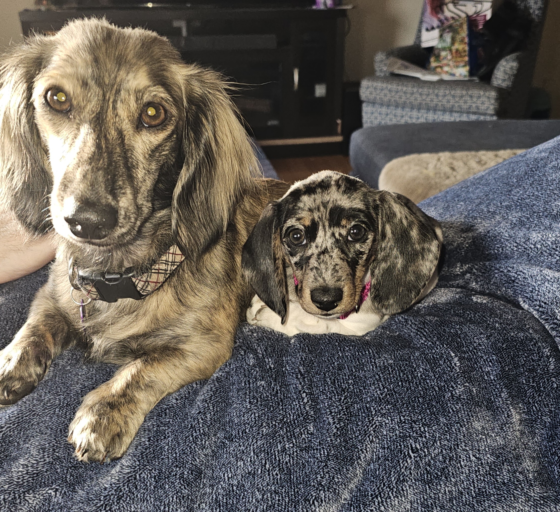 Winnie - Dachshund