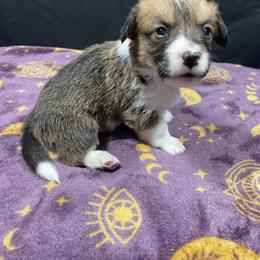 Dragonfly - Red male Pembroke Welsh Corgi puppy in Barstow, California from Caldwell’s Corgis of Southern California