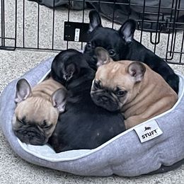 French Bulldog Puppies from Timeless French Bulldogs