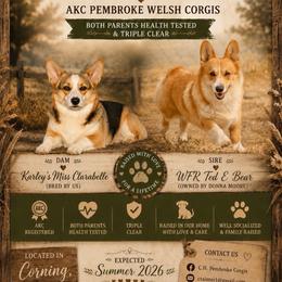 Pembroke Welsh Corgi puppies from C.H. Pembroke Corgis