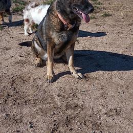 Lucy - Gray female German Shepherd puppy in Cochise, Arizona from Freiheit Von Himmel  Shepherds
