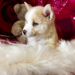 Pomsky Puppies from Pom Pom Pomskies