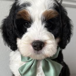 Bernedoodles, Cavapoos, and Goldendoodles from Florida Coast Doodles