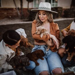 Aussiedoodle and Bernedoodle Puppies from High Desert Doodles
