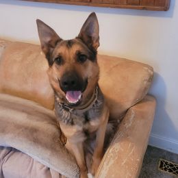 KBar - German Shepherd