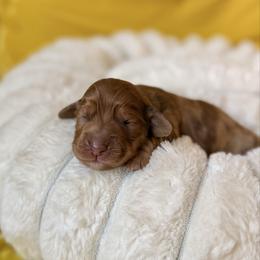 Franklin - Dapple male Dachshund puppy in Austin, Texas from Duchess Daphne's Doxie Empire