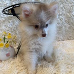 Justin - Red and white male Pomsky puppy in Bucyrus, Missouri from Hill Top Pomskies