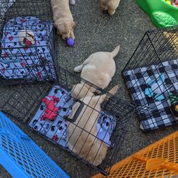 Golden Retriever Puppies from Sola Mae's Goldens