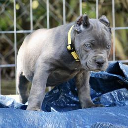 Yellow Collar - Gray female Cane Corso puppy in Lusby, Maryland from Coastal View Kennels