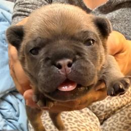 Boy 2 - Blue fawn male French Bulldog puppy in Spanaway, Washington from Frog Faced Frenchies