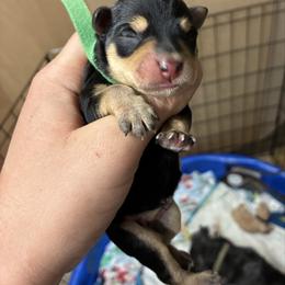 Green - Black and silver female Miniature Schnauzer puppy in Sparta, North Carolina from New River Miniature Schnauzers