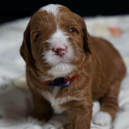 Rafiki - Red male Australian Labradoodle puppy in Fontana, California from Glory Labradoodle’s