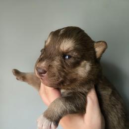Lighter red boy - Red and white male Siberian Husky puppy in East Otto, New York from Howling Huskies