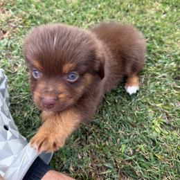 RTF6 - Red tri female Toy Australian Shepherd puppy in Pryor Creek, Oklahoma from DK’s Littles & Co