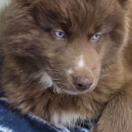 Honi - Brown and white female Siberian Husky puppy in East Tawas, Michigan from BurnsBerg's Woolies