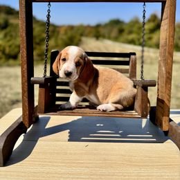 Luna - Lemon and white female Basset Hound puppy in Bellaire, Ohio from Blessed Bassets