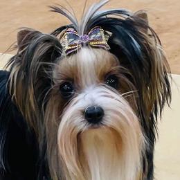 Mercy - Biewer Terrier