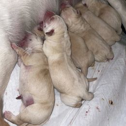 Labrador Retriever Puppies from Southern Sunshine Labradors