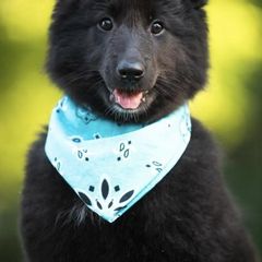 Belgian Sheepdogs from Nancy's Belgian Sheepdogs