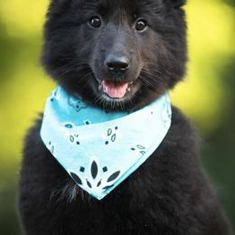 Belgian Sheepdogs from Nancy's Belgian Sheepdogs