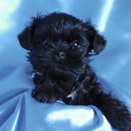 Affenpinscher and Lagotto Romagnolo Puppies from Skyfall and Morena