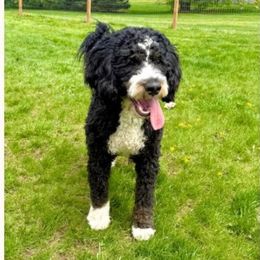 Mowgli - Bernedoodle