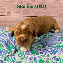 Starburst - Caramel male Australian Labradoodle puppy in Silver Spring, Maryland from Potomac Australian Labradoodles