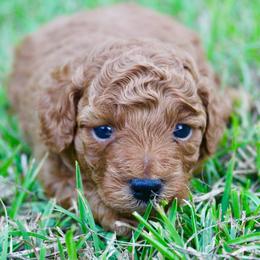 Alfalfa - Red  male Poodle puppy in Hawthorne, Florida from Loblolly Ranch