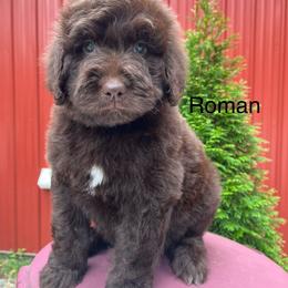 Roman - Chocolate male Goldendoodle puppy in New Ringgold, Pennsylvania from Hawk Mountain Doodles