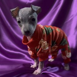 Queenie - White and blue female American Hairless Terrier puppy in Atlanta, Georgia from Royal Flush Kennels