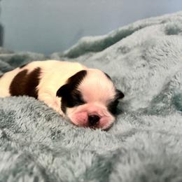 Angel - Tricolor female Shih Tzu puppy in Hawthorne, Florida from Simply Southern Shihtzus