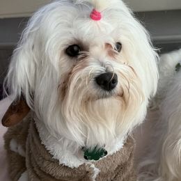 Futon - Coton de Tulear
