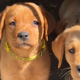 7th Pick Male - Yellow male Labrador Retriever puppy in Fresno, California from Whiskey River Labradors