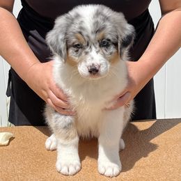 Mesa - Blue merle Australian Shepherd puppy in Colorado from Niyu Aussies
