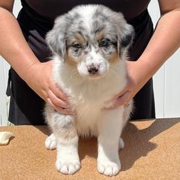 Mesa - Blue merle Australian Shepherd puppy in Colorado from Niyu Aussies