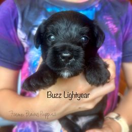 Buzz Lightyear - Black male Schnoodle puppy in Sedalia, Missouri from Farmer Brown's Puppies