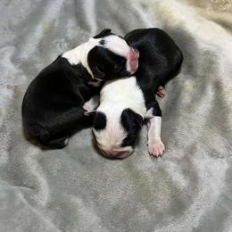 Girl 1 - Black and white female Boston Terrier puppy in North Central, Vermont from Windy Valley’s Bostons