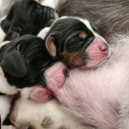 Orange - Black brown and white female Basset Hound puppy in Surprise, Arizona from Howlin Hounds