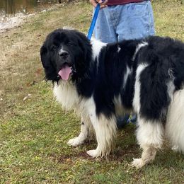 Gaston - Newfoundland